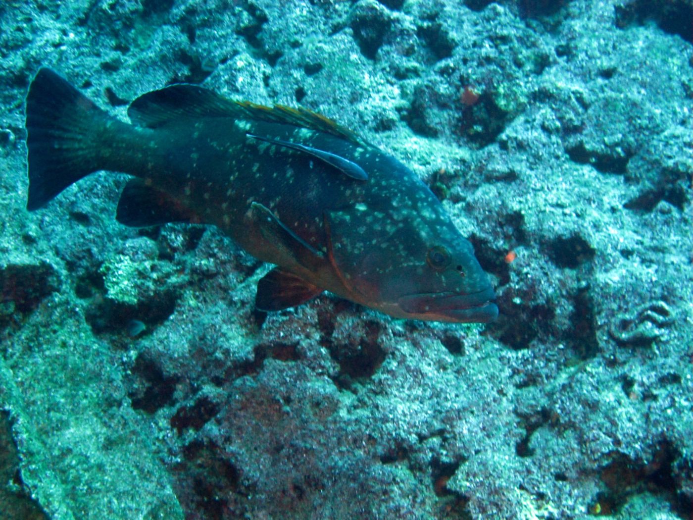 Kaş sualtı