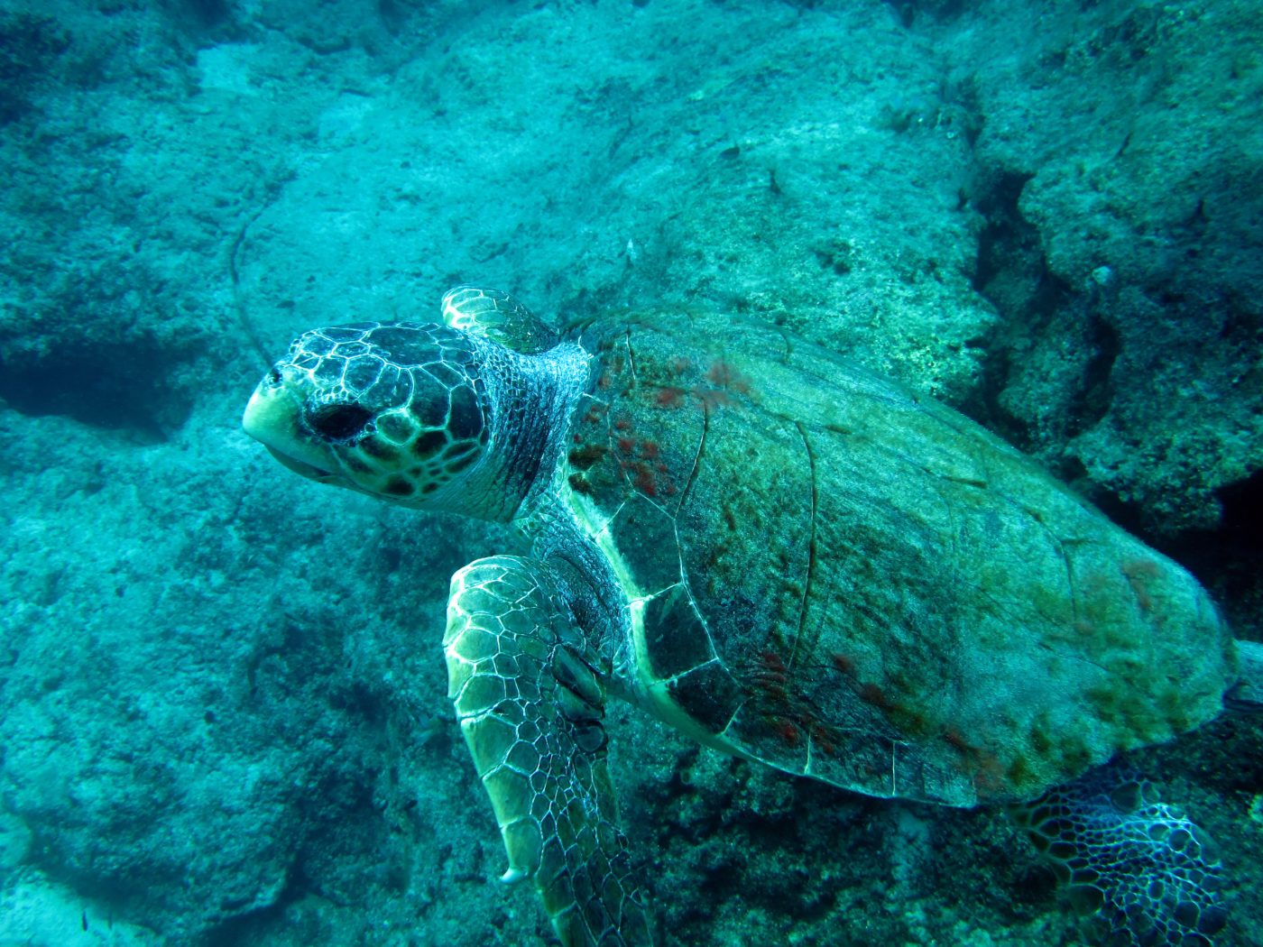 Kaş sularında Caretta caretta deniz kaplumbağası