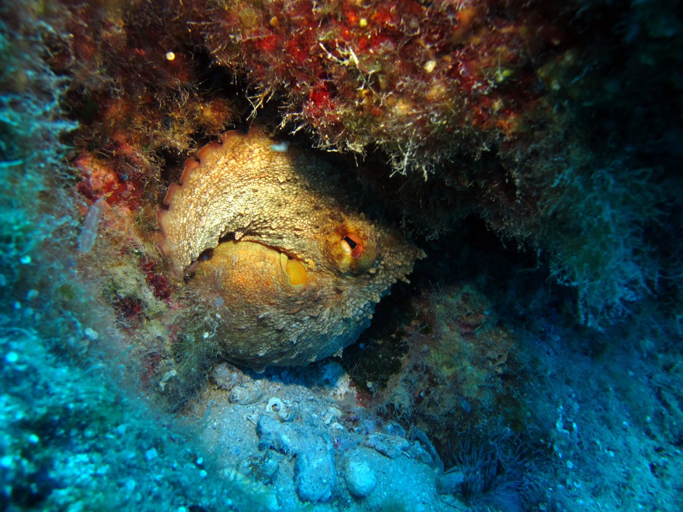 Apollo Dalış — Kaş sualtı